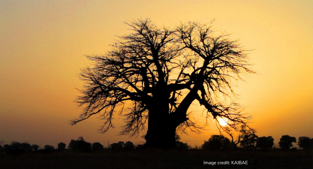 baobab tree at sunset
