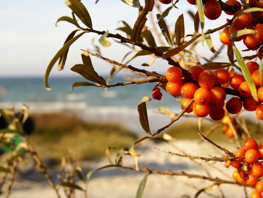 sea buckthorn bush in the sunlight